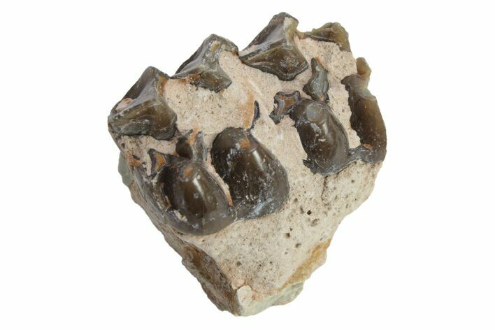 Fossil Horse (Mesohippus) Jaw Section - South Dakota #223409